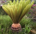 Cycas Revoluta